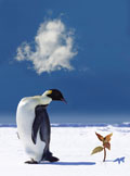 Arctic Penguin looking down at a green plant growing out from the ice