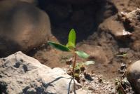 Photo of sapling