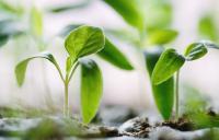 A photo of green plants