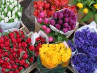 Five colourful bunches of flowers