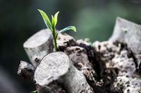 Photo of green shoot and tree branch