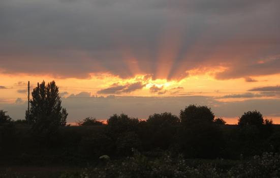 The sun rising over marshland