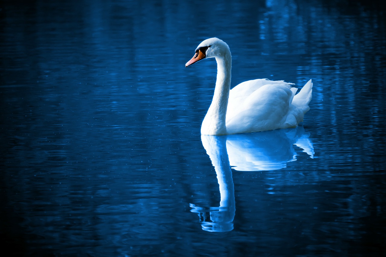 Image of swan